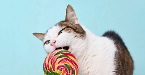 Gato pode comer doce? Entenda os riscos do açúcar para o animal