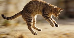 O gato sempre cai de pé? As estatísticas e a física por trás da “habilidade” felina