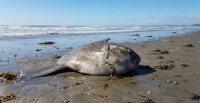 O que parecia ser um passeio tranquilo pela costa terminou com a descoberta de um peixe enorme de 2,5 metros de comprimento