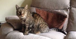 Conheça Nutmeg, o gato mais velho do mundo