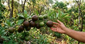 A árvore que produz frutos parecidos com pequenas bolas chama atenção quando começa a frutificar