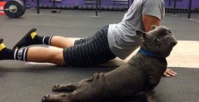 15 animais que fazem yoga melhor que você