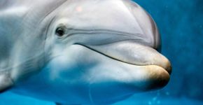 Golfinhos: 10 fatos surpreendentes sobre esses animais inteligentes