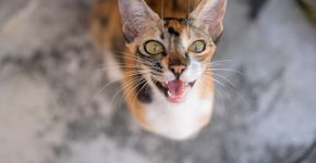 Foto: (Pikusisi-Studio/istock)
