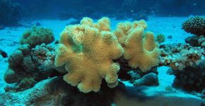 Conheça a maior barreira de corais do mundo, na Austrália