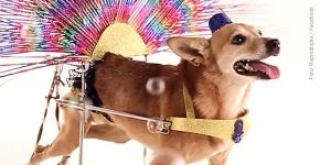 Cachorrinha imita ‘Globeleza’ para promover adoção de animais com deficiência