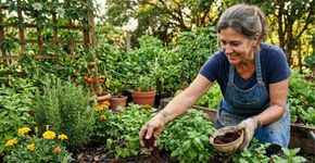 Seu jardim ficará lindo se você espalhar borra de café nesses lugares
