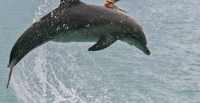 Golfinho é visto dando salto no mar e ainda dá carona ao polvo