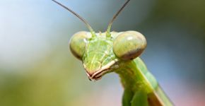Esse inseto verde gira a cabeça 180 graus pra detectar presas e ameaças no jardim