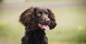 Cão d’água americano: conheça as características do cachorro dessa raça 