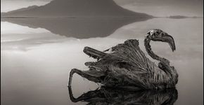 O lago que transforma animais em pedra