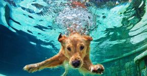 Dicas para cuidar dos pets no verão