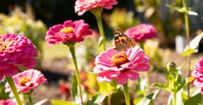 Cresce rápido e suporta calor extremo: a planta ideal para plantar em dezembro
