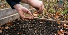 O canteiro vazio não precisa ficar descoberto até a primavera: semear adubos verdes em outubro ajuda a proteger o solo e acrescentar matéria orgânica