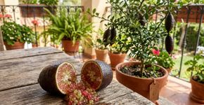 O árvore cítrica mais cara do mundo: como cultivá-la em vaso e colhê-la