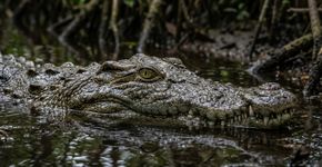 Censo revela 586 crocodilos-de-água-salgada nas ilhas Andamão e Nicobar, mas pesquisadores não conseguiram acessar 3 locais