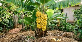 5 dicas para famílias que cultivam bananeiras no quintal