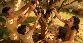 A árvore frutífera que cria uma sombra fresca no quintal e ainda vira sobremesa natural nas tardes quentes