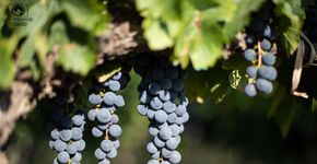 Road trip pela América do Sul: pausa para degustar bons vinhos
