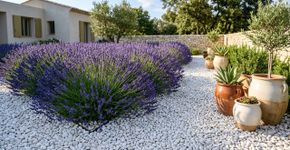 A flor típica dos campos franceses que está virando febre nos jardins minimalistas, perfumada e surpreendentemente rústica