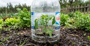 Proteja suas plantas com garrafas pet cortadas: o truque definitivo e super eficaz para manter as pragas longe das mudas do seu jardim