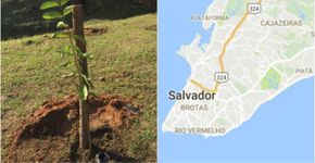 Projeto mapeia árvores plantadas por cidadãos em Salvador