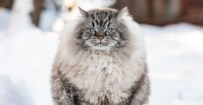 5 raças de gato originárias da Rússia 