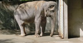 Elefante vive presa e sozinha em zoológico há 61 anos