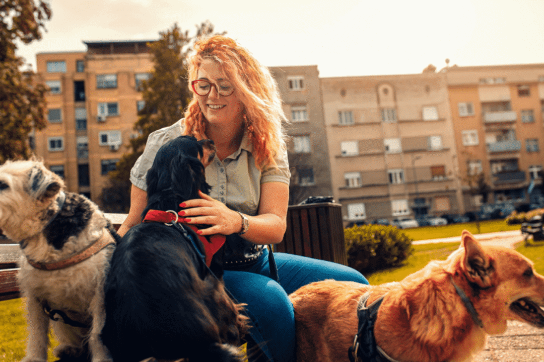 O passeador deve ter atenção constante com os pets durante os passeios (Imagem: Zoran Zeremski | Shutterstock)