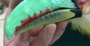 Tucano ganha prótese artificial de bico inédita no Brasil