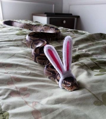 Internautas publicam fotos de cobras usando chapéu (Reprodução/Bored Panda)
