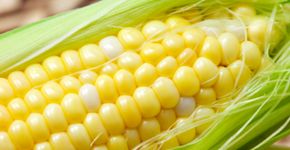 Escócia anuncia a proibição de cultivo de produtos transgênicos no país