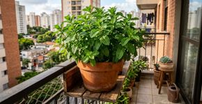 Conselhos para famílias que cultivam hortelã em vasos pequenos
