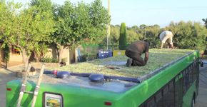 Jardim ambulante: conheça os ônibus com teto verde da Espanha
