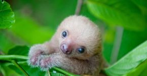 Fotógrafa dedica a vida a fazer imagens preguiças órfãs
