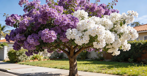 Essa árvore muda de cor ao florescer, não agride calçadas e perfuma o jardim por meses