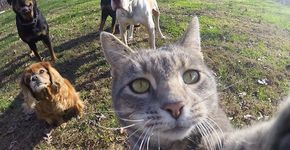 Conheça Manny, o gato que adora tirar selfies