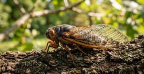 Se você ouvir cigarras cantando nas árvores ou no pomar durante a tarde, nós lhe contamos o que isso significa e por que é um bom sinal