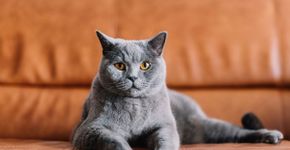 6 raças de gato originárias do Reino Unido 