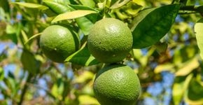 Foto: (iStock/ Mykhailo Shorokhov)