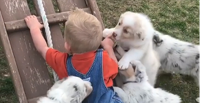 Vídeo mostra bebê e filhotes de cachorro em ataque… de fofura