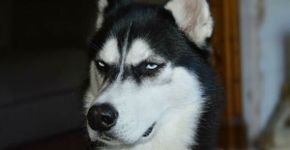 Husky ‘rabugento’ vira celebridade e ajuda dona a pagar faculdade