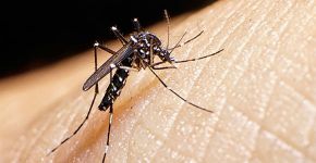 Instituto pesquisa fitoterápico contra o vírus zika