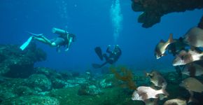 A experiência de mergulhar em Fernando de Noronha
