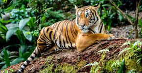 Maiores felinos do mundo: 8 curiosidades sobre os tigres
