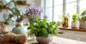 Coloque essas plantas em casa e as lagartixas somem do nada
