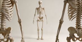 Quantos ossos compõem o corpo humano?