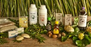 Empresa cultiva planta medicinal que serve como repelente natural