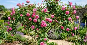 Os especialistas em jardinagem concordam sobre a roseira: “Uma boa circulação de ar ajuda a manter suas folhas saudáveis”.