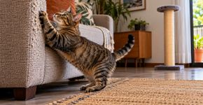 Gato continua arranhando o sofá mesmo tendo arranhador e o problema pode ser o lugar escolhido para o acessório